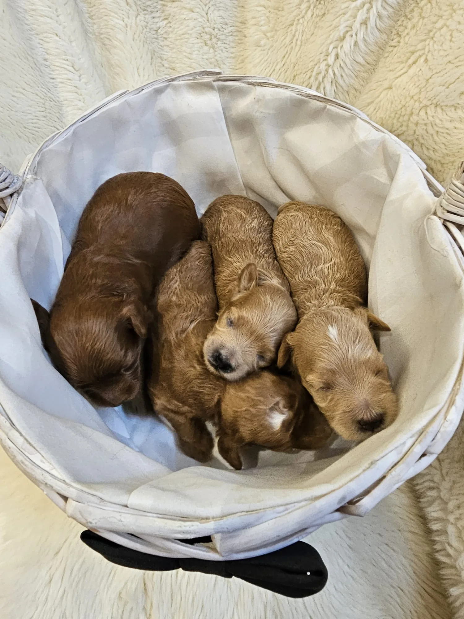 Camada de Maltipoo rojo recién nacida en Granada