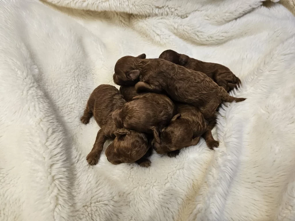 Cachorros Maltipoo rojo criadero familiar Granada