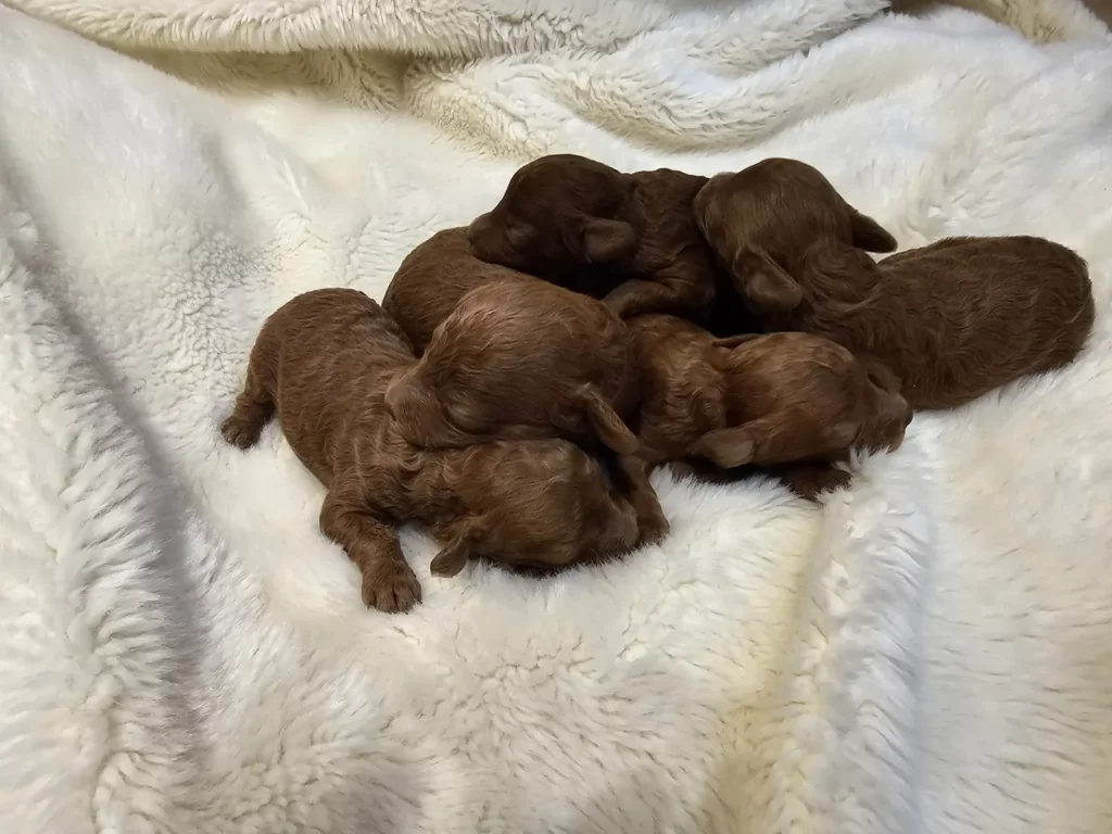 Cachorros Maltipoo rojo recién nacidos