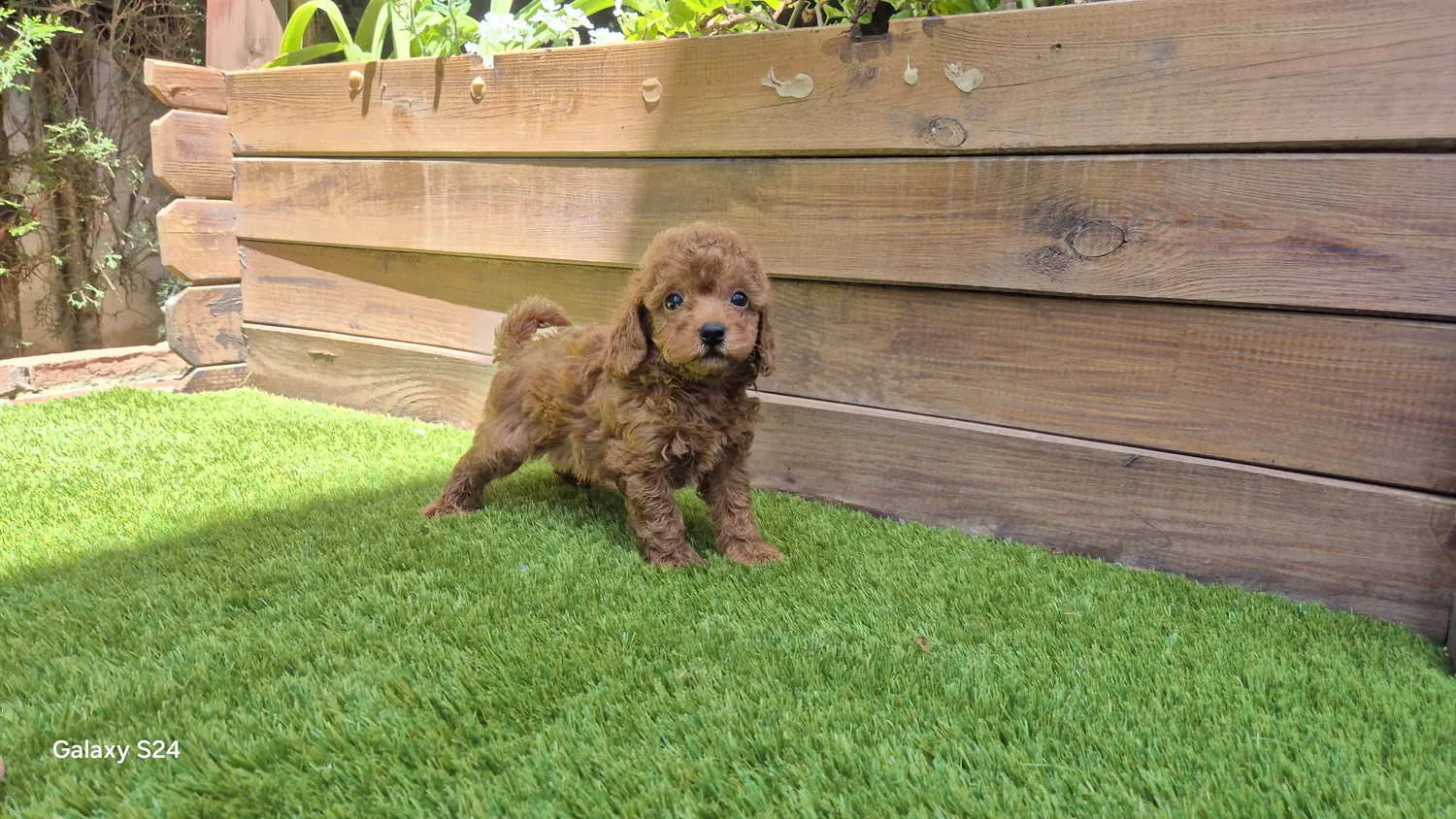 Elon macho de caniche toy rojo de Alhambra Mascotas