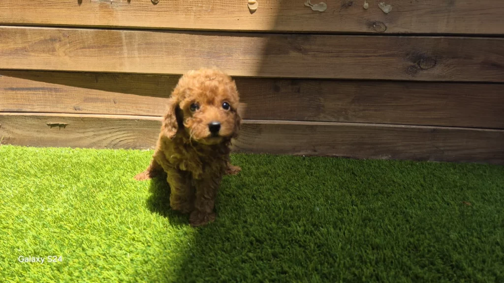 Elon precioso macho de caniche toy rojo de Alhambra Mascotas