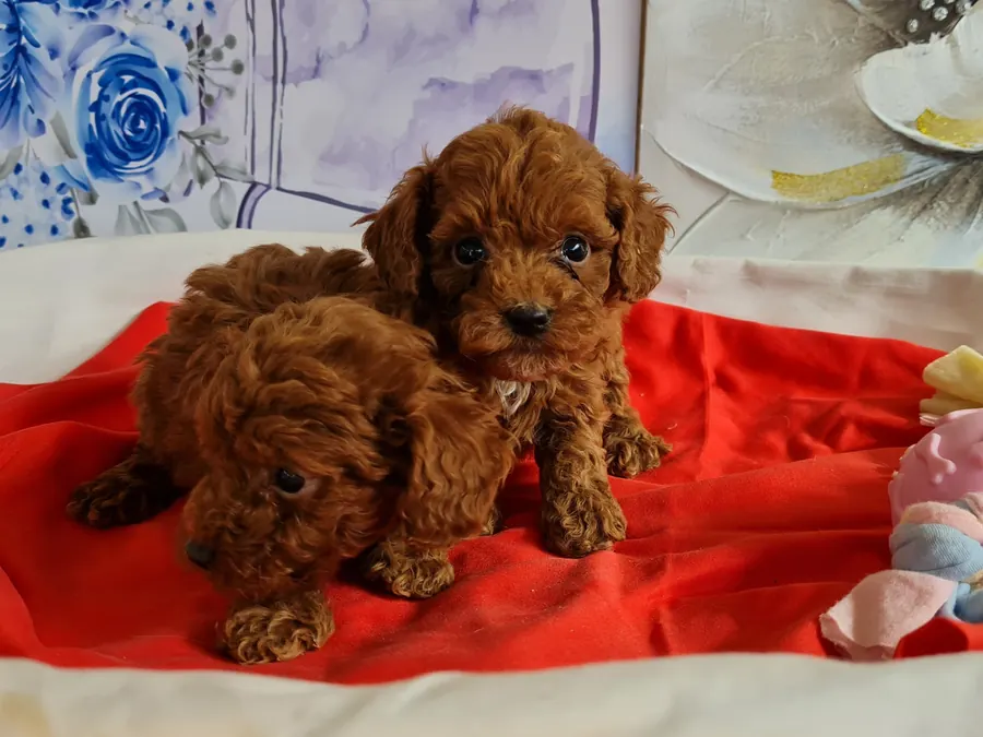 Cachorros de Caniche Toy rojo en Alhambra Mascotas, criadero familiar en Granada