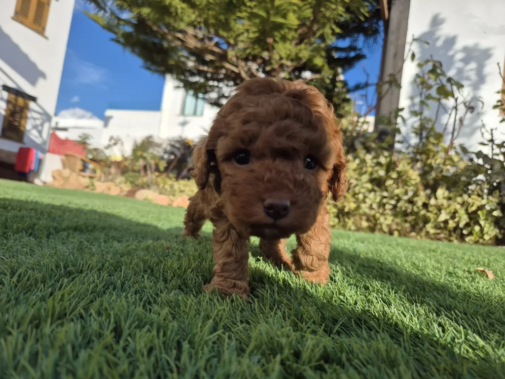 Caniche Toy rojo criado en familia en Alhambra Mascotas