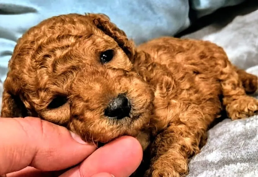 Cachorro de Caniche Toy rojo criado en Alhambra Mascotas, criadero familiar en Granada