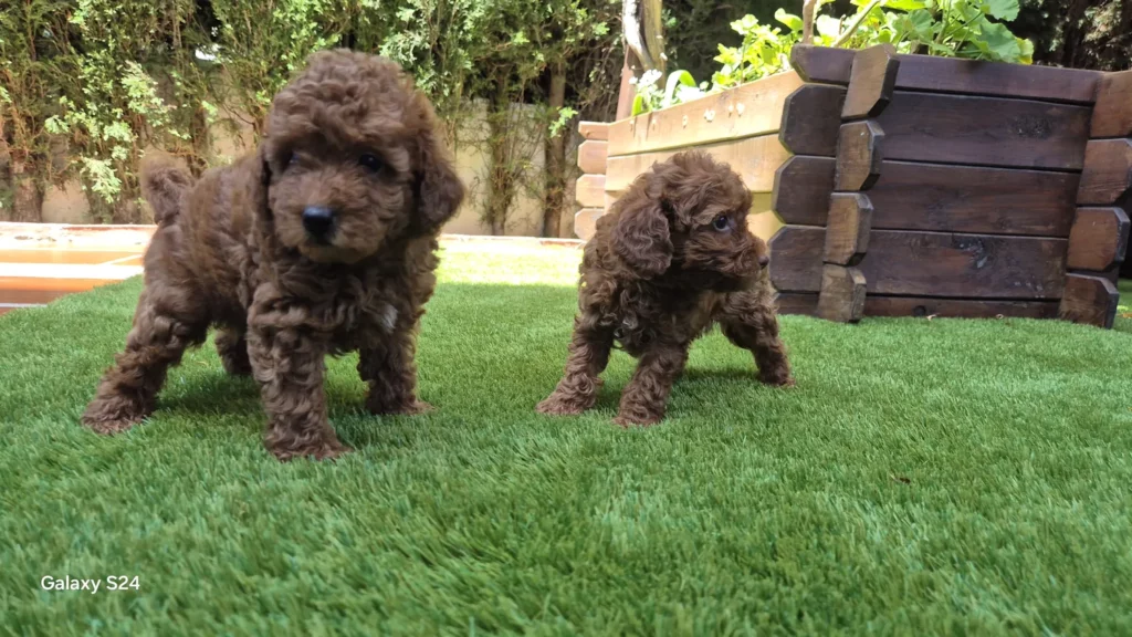 Cachorro Gino caniche toy rojo pimentón macho en Alhambra Mascotas