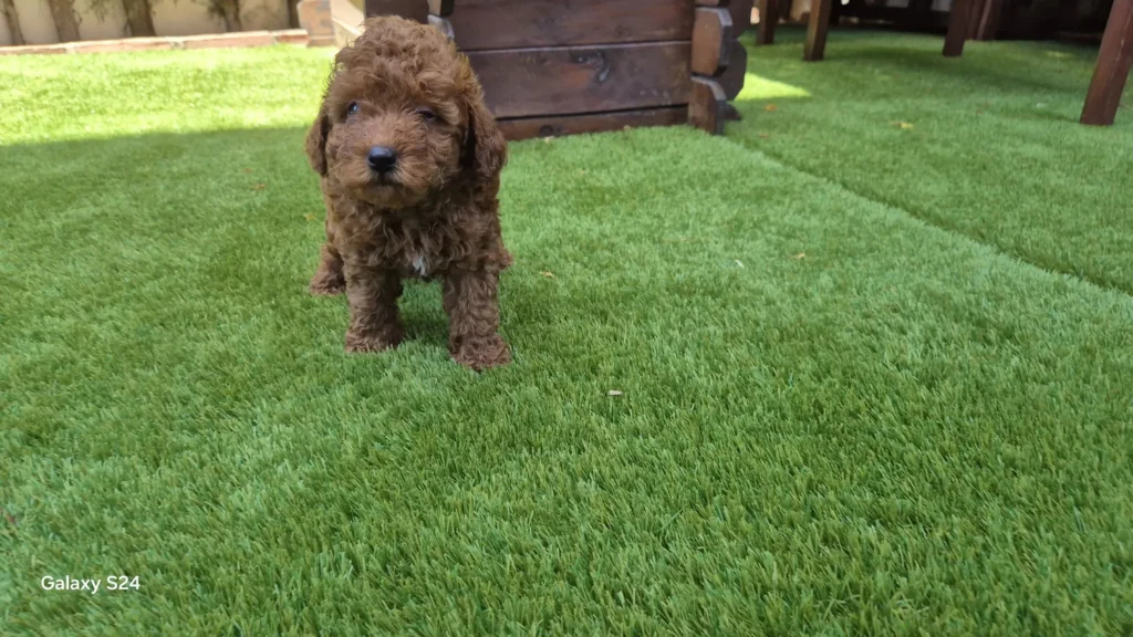 Cachorro Gino de raza caniche toy rojo pimentón