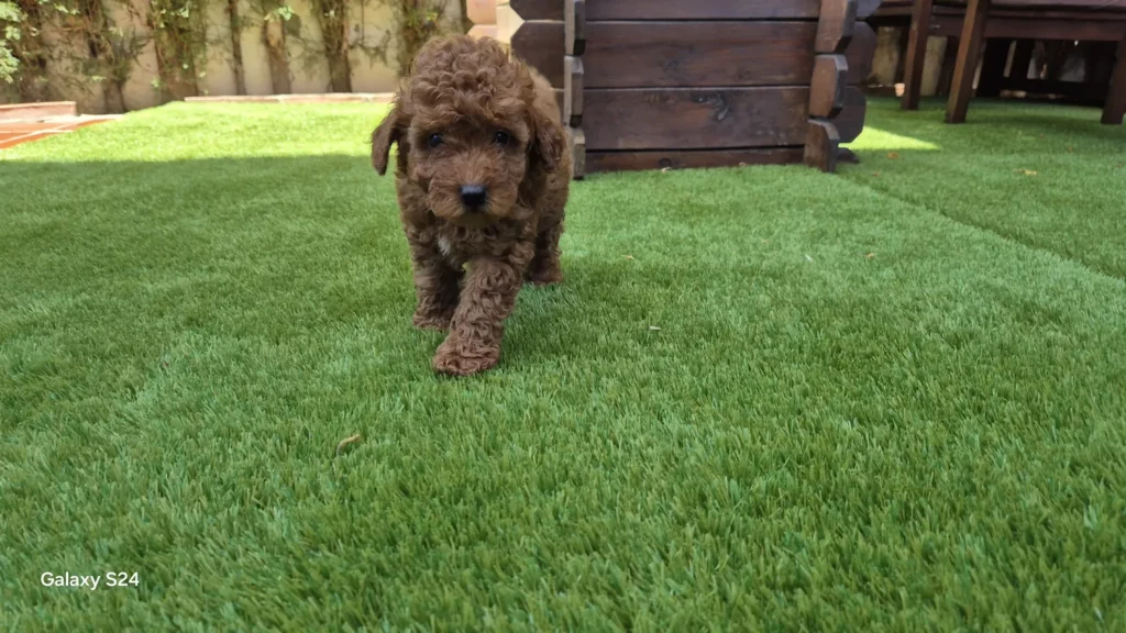 Foto de Gino cachorro caniche toy rojo pimentón macho