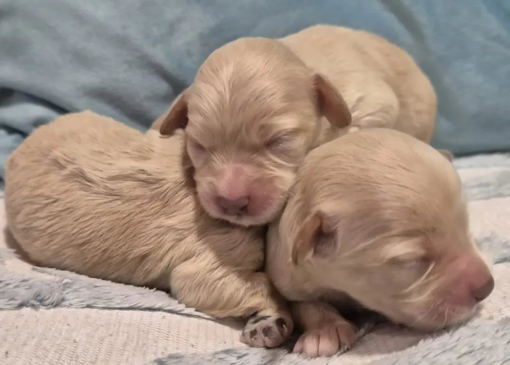 Maltipoo-apricot-alhambra-mascotas-cachorros
