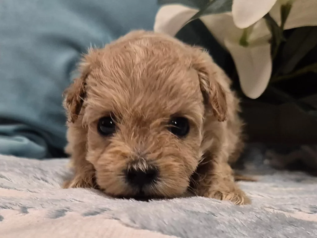 Cachorro Maltipoo rojo apricot criado en ambiente familiar en Granada