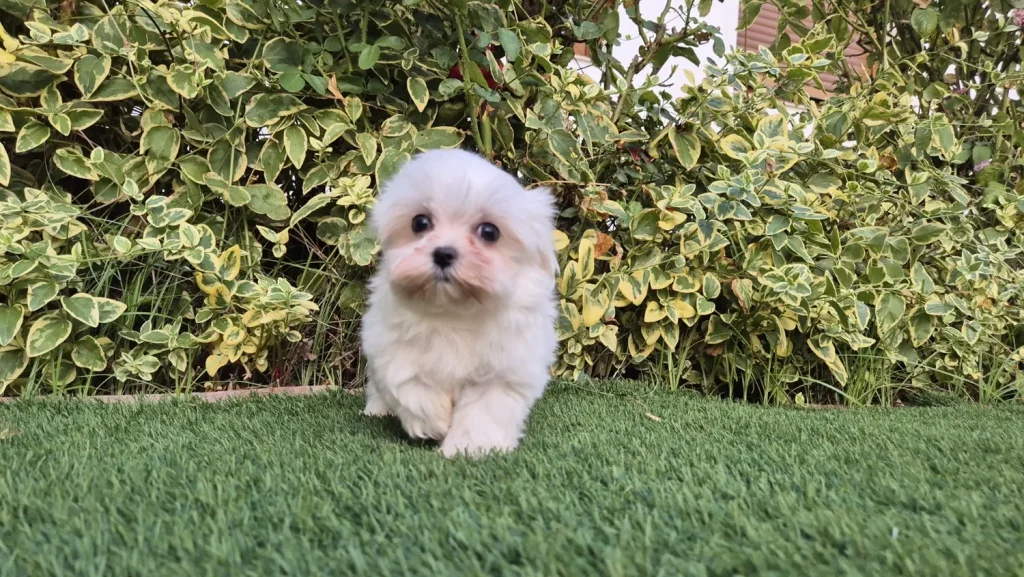 Cachorro de Bichón Maltés blanco en el jardín de Alhambra Mascotas