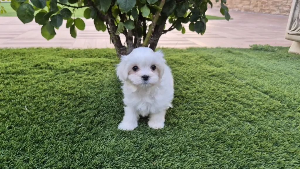 Primer plano de cachorro de Bichón Maltés blanco de Alhambra Mascotas