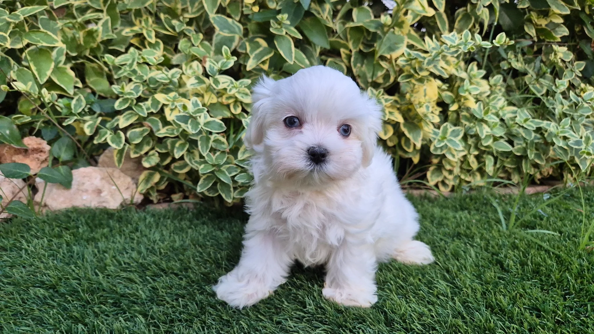 Freya, cachorra Bichón Maltés de línea coreana con ojos azules en jardín
