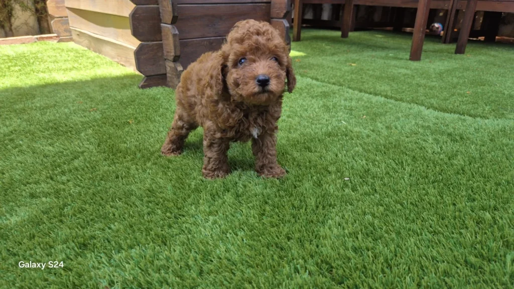 Cachorro de Caniche Toy rojo pimentón de pie sobre césped en jardín.