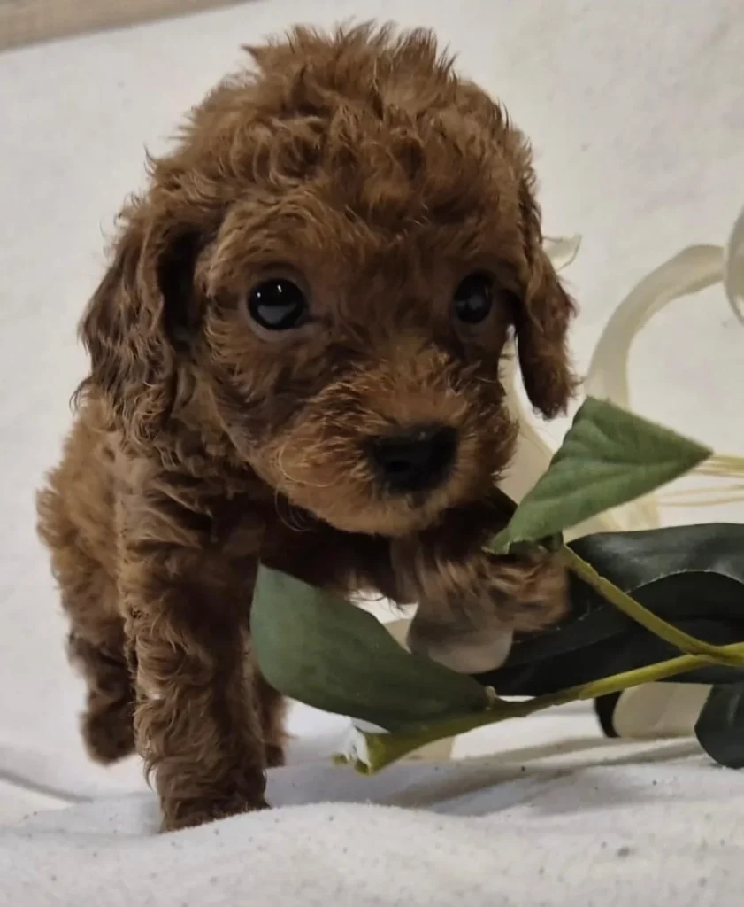Cachorro de Caniche Toy rojo pimentón en primer plano con ojos grandes y excelente pigmentación.