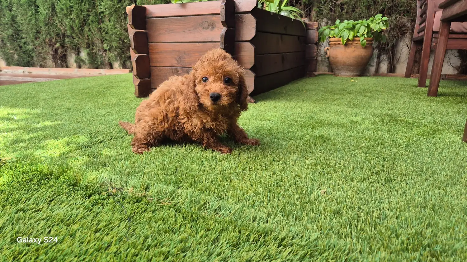 Elisa hembra de caniche toy rojo en Alhambra Mascotas
