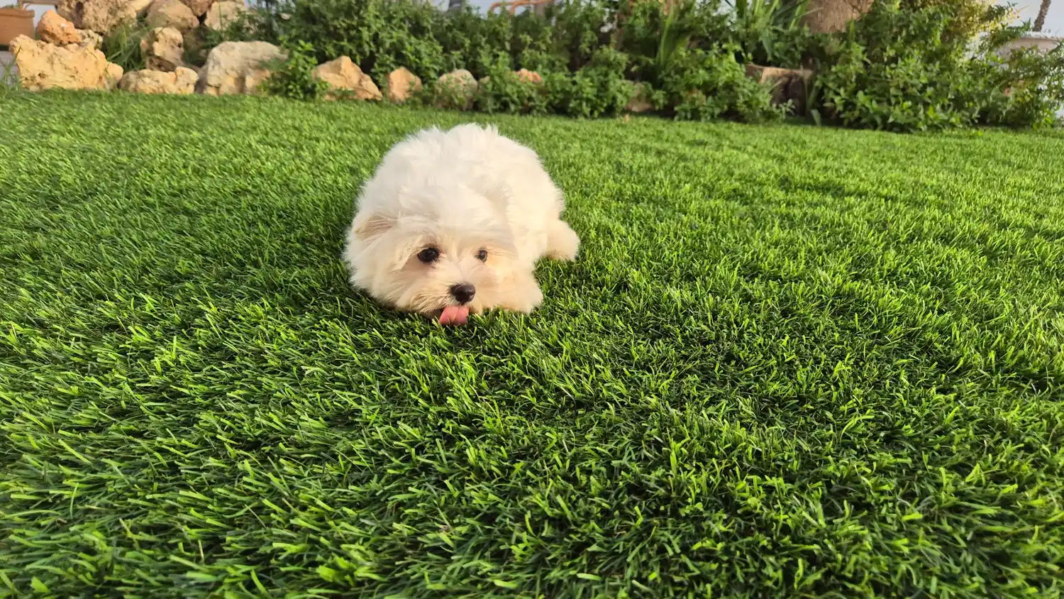 Nico, cachorro de bichón maltés macho de dos meses, caminando por el jardín