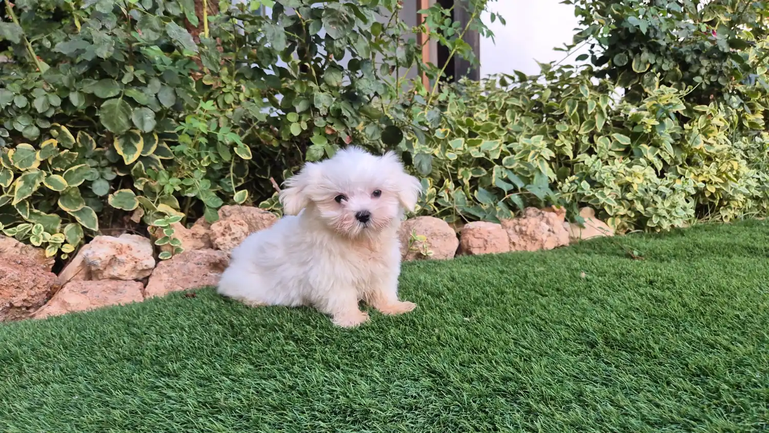Nuno, cachorro de bichón maltés macho de dos meses en el césped