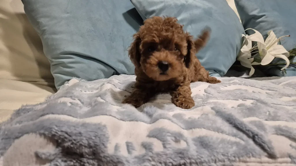 Cachorro de Caniche Toy rojo para familias de Guadalajara