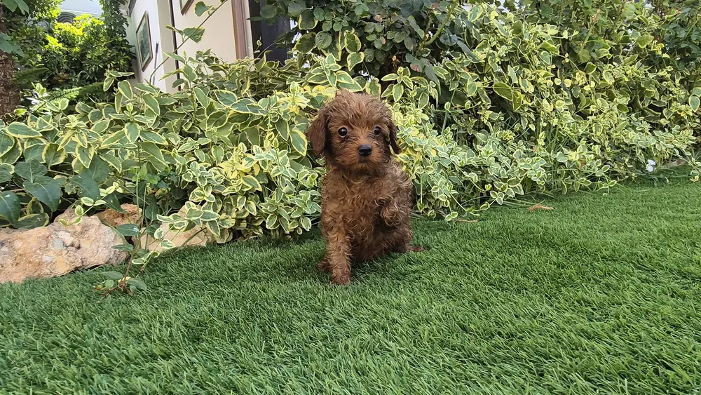 Aru, cachorro macho de Maltipoo rojo disponible en Alhambra Mascotas