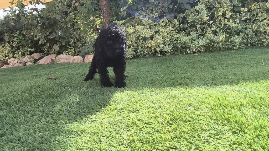 Ban, cachorra hembra de Caniche Toy negra en el jardín de Alhambra Mascotas