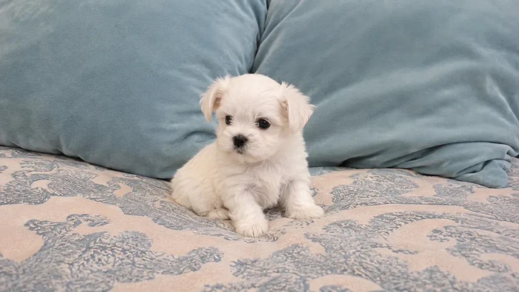 Cachorro de Bichón Maltés - Alhambra Mascotas