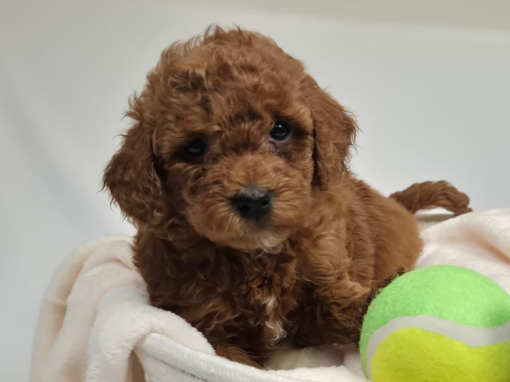 Cachorro de Caniche Toy para familias de Andalucía criado en Alhambra Mascotas para Cuenca