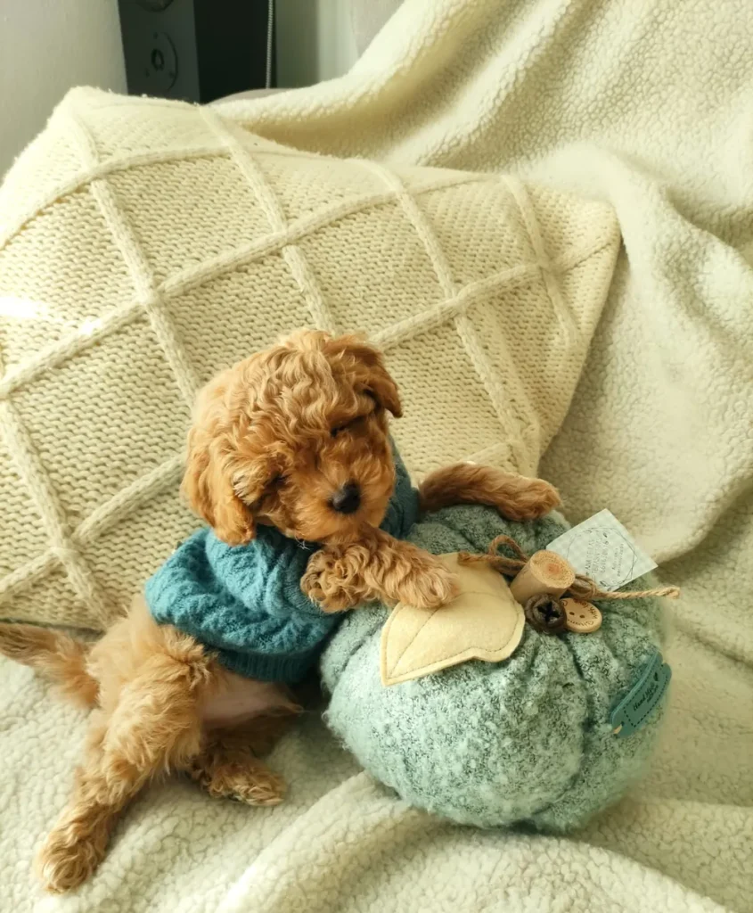 Cachorro de Caniche Toy apricot con jersey en un entorno familiar