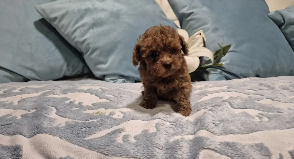 Cachorro de Caniche Toy de criadero familiar para Córdoba