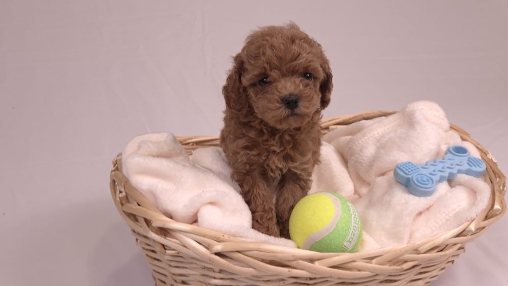 Cachorro de Caniche Toy de criadero familiar para familias de Andalucía