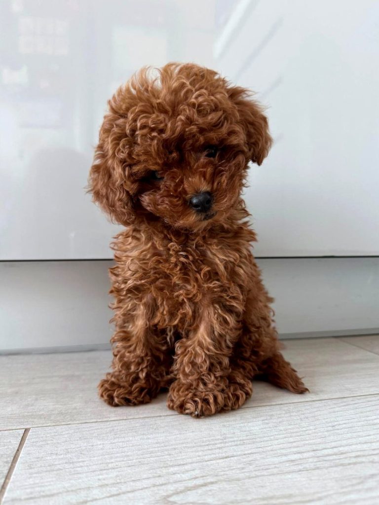 Cachorro de Caniche Toy rojo de criadero familiar para Marbella
