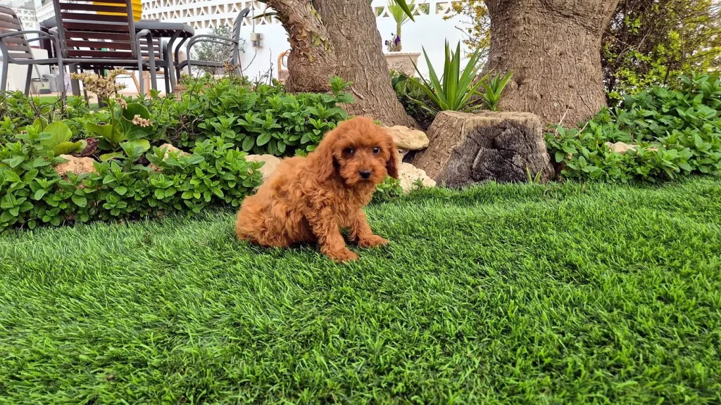 Cachorro de caniche toy en Madrid jugando en el jardín