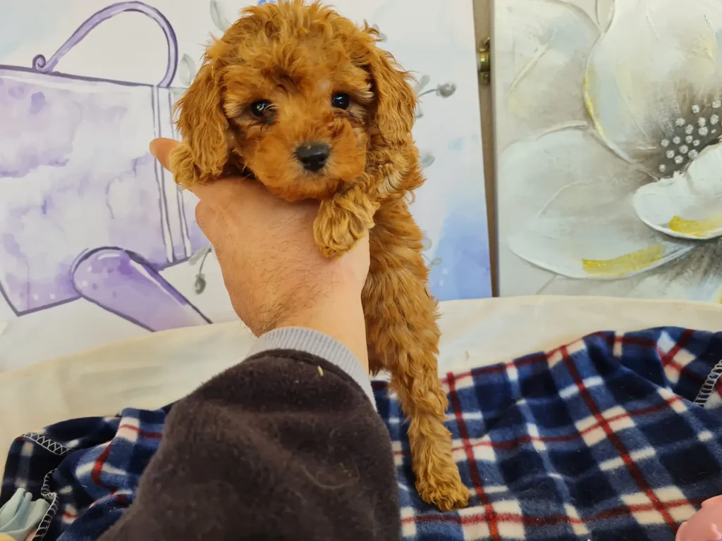 Cachorro de Caniche Toy rojo para familias de Murcia