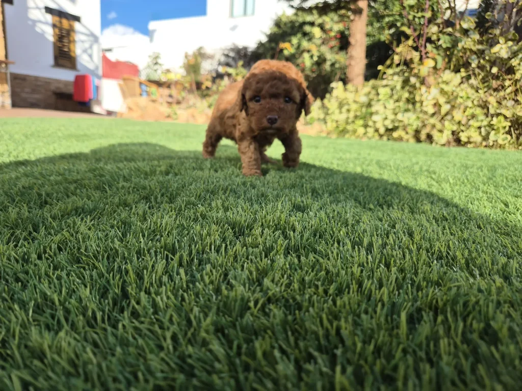 Cachorro de Caniche Toy de criadero familiar para familias de Almería