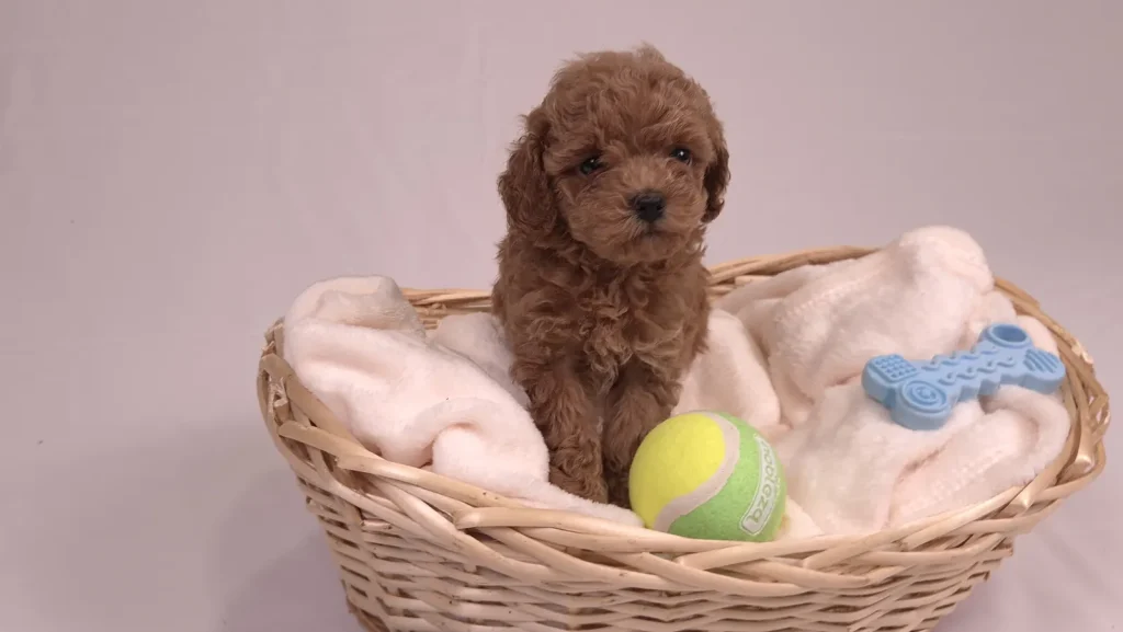 Cachorro de Caniche Toy rojo en una cesta con juguetes