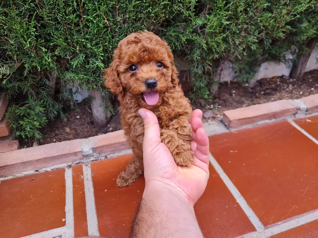 Cachorro de Caniche Toy rojo para familias de Castilla-La Mancha