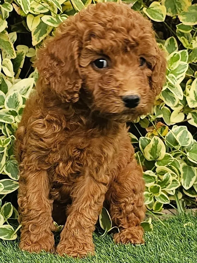 Cachorro de Caniche Toy rojo para familias de Cuenca