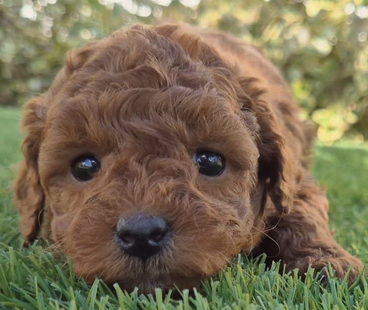 Cachorro de Caniche Toy rojo para familias de