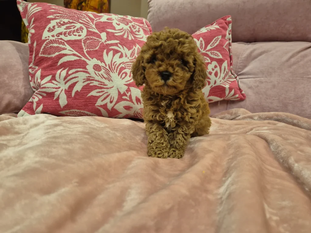 Cachorro de Caniche Toy rojo disponible para familias de Albacete