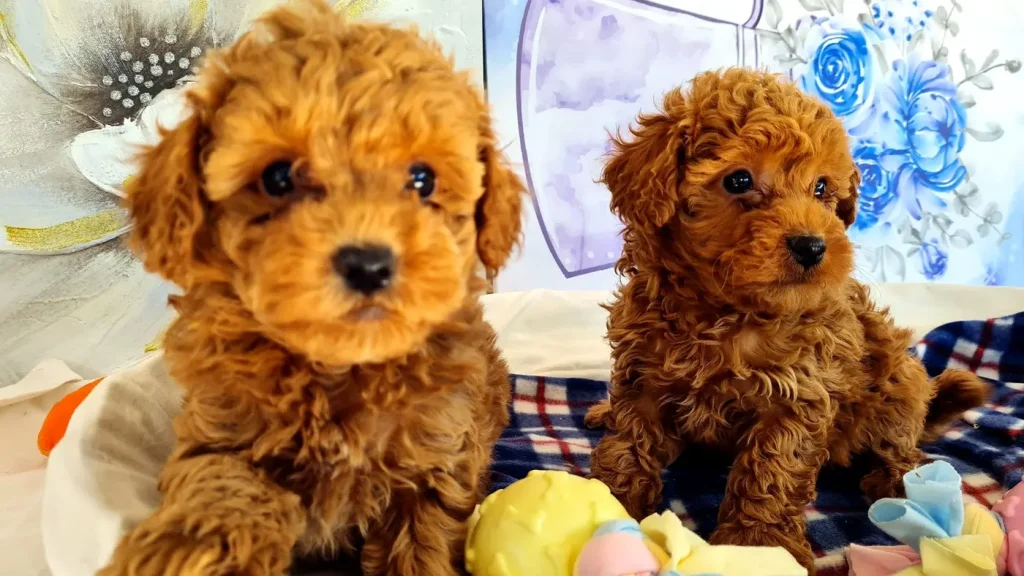 Cachorros de caniche toy en Barcelona jugando juntos