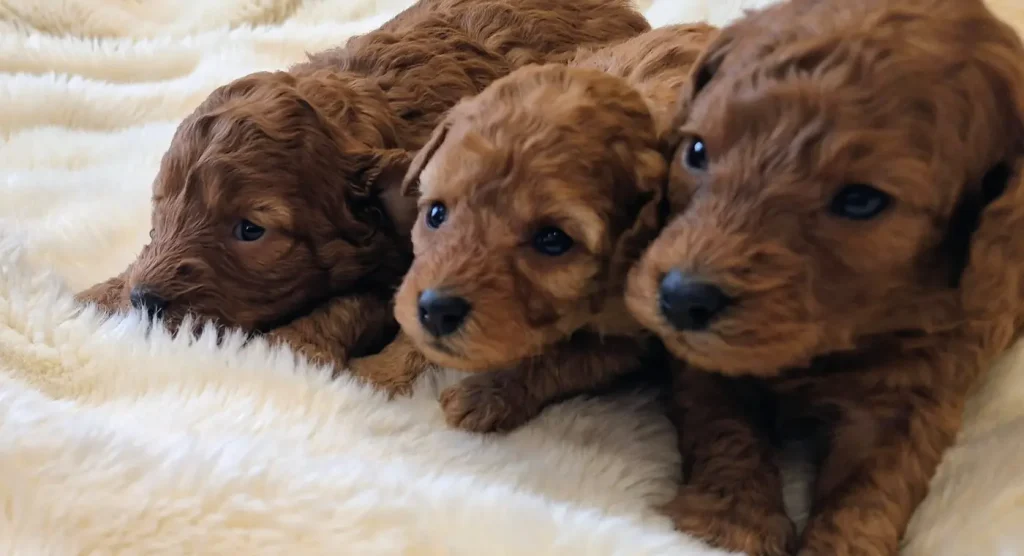 Cachorros de Caniche Toy para familias de Cádiz