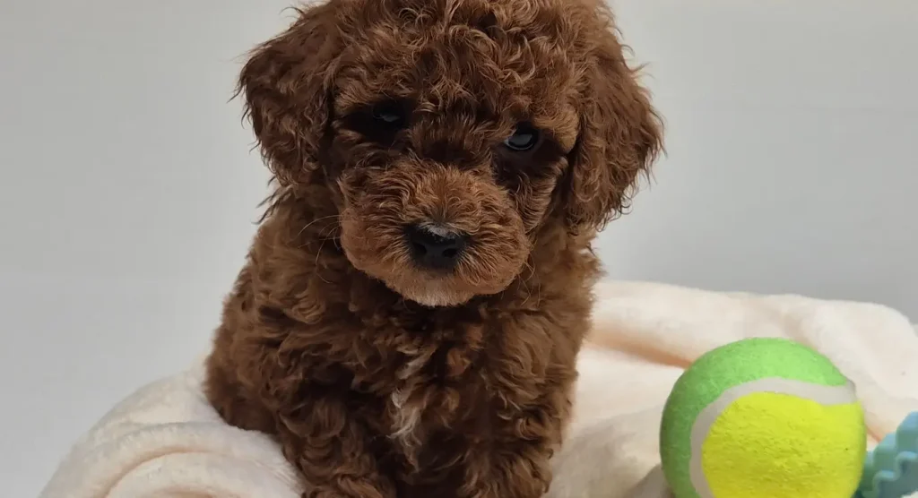 Cachorros de Caniche Toy para familias de Huelva
