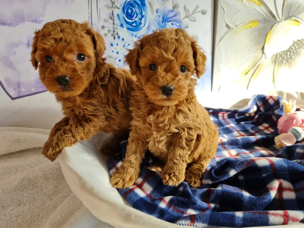 Dos cachorros de Caniche Toy para familias de Murcia