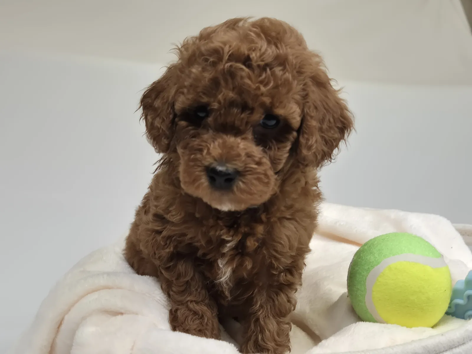 Dos cachorros de Caniche Toy rojo juntos durante su crianza en Alhambra Mascotas