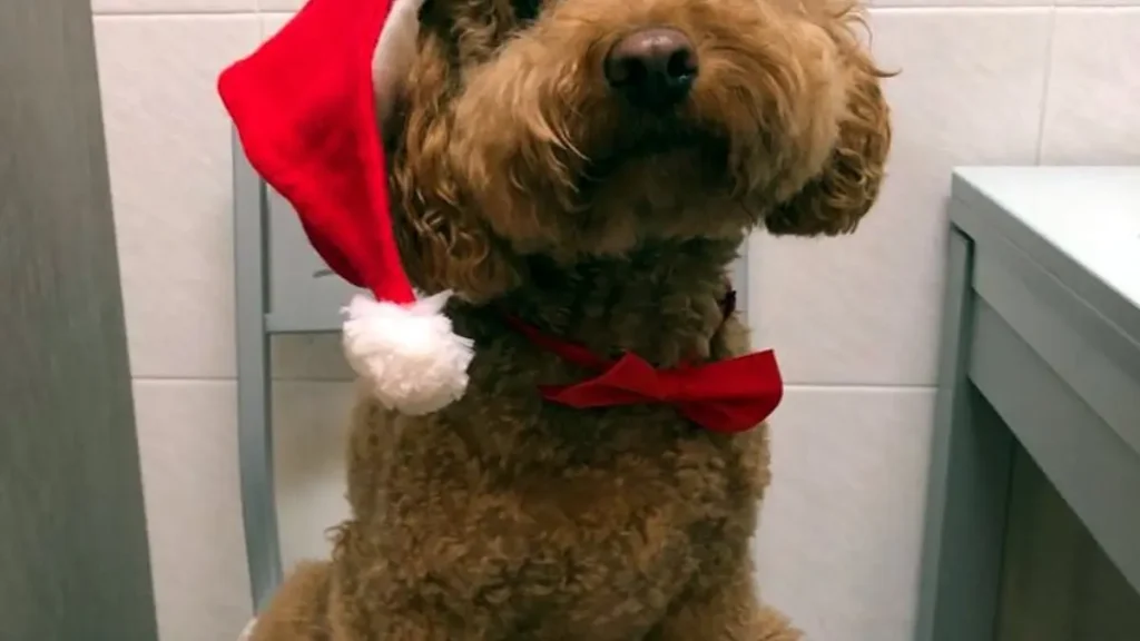 Caniche toy adulto de color rojo