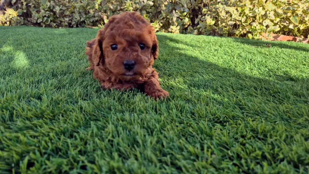 Cachorro de caniche toy en Alicante sobre césped