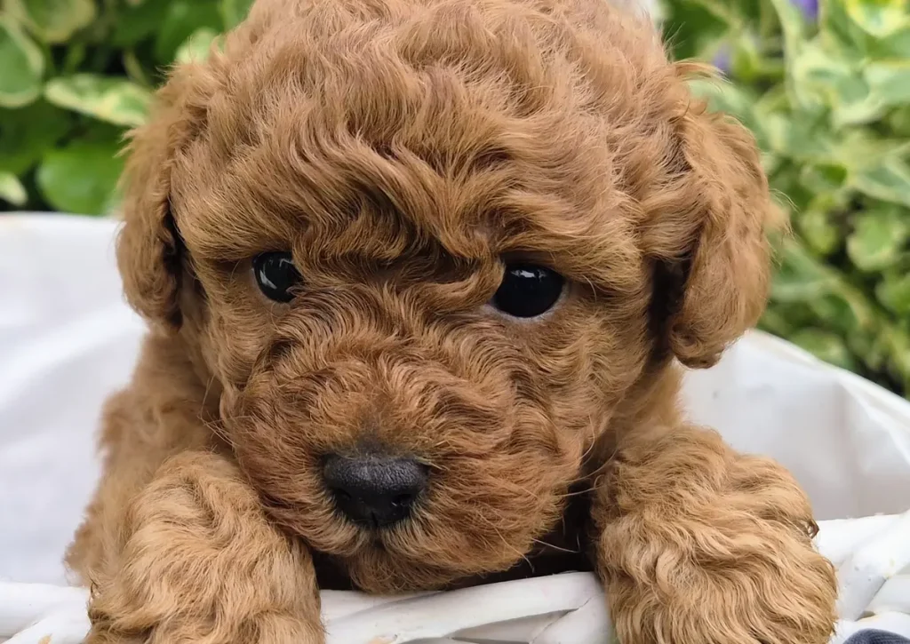 Cachorro de Caniche Toy para familias de Cádiz criado en Alhambra Mascotas