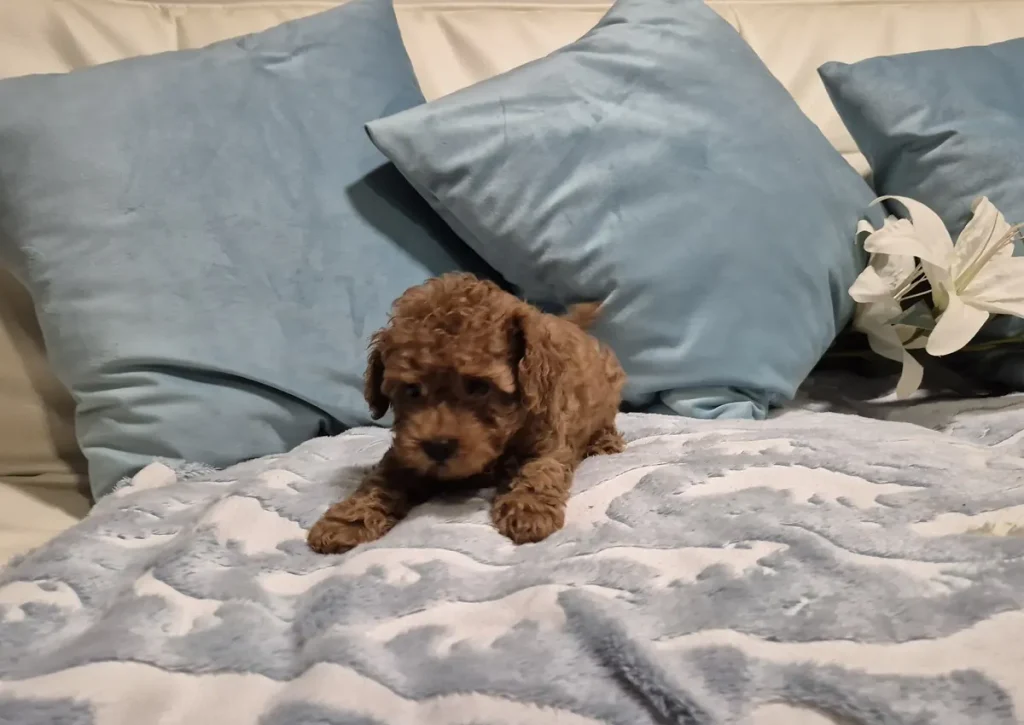 Cachorro de Caniche Toy para familias de Córdoba criado en Alhambra Mascotas