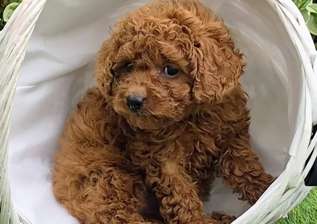 Cachorro de Caniche Toy para familias de Huelva criado en Alhambra Mascotas