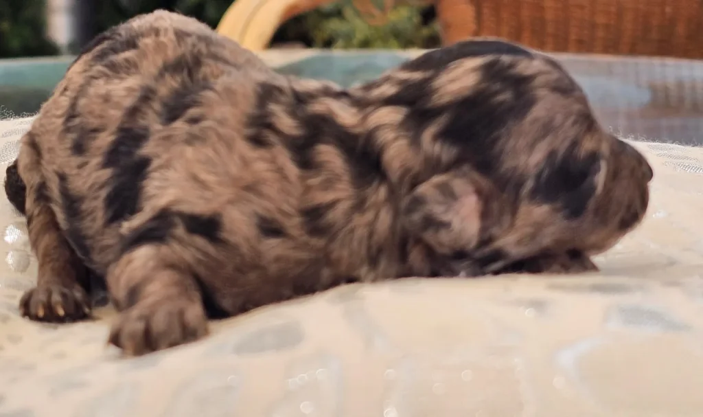 Cachorra hembra de Caniche Toy merle recién nacida
