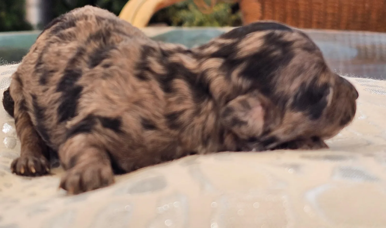 Cachorra hembra de Caniche Toy merle recién nacida